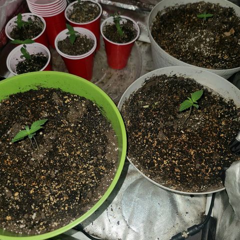 Randoms  growlog photo: Things looking great 💚💚