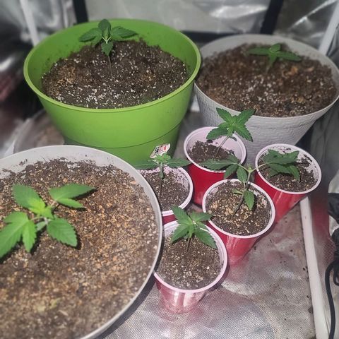 Randoms  growlog timeline photo