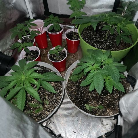 Randoms  growlog photo: Everything looks great and I took all plants out to where they only have one per pot 