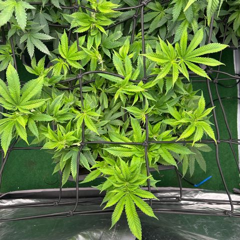 Purple Sensi Kush growlog timeline photo