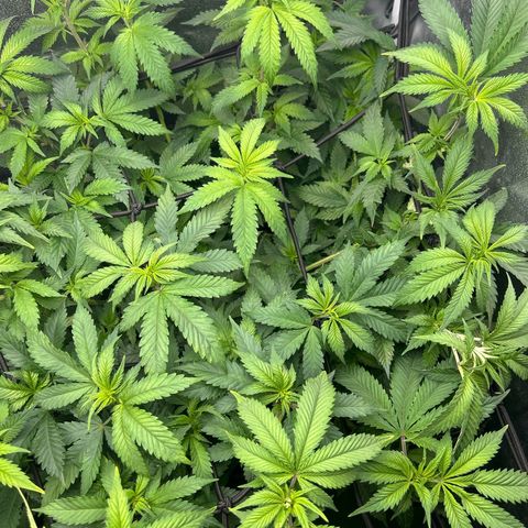 Shogun growlog photo: Vor Zykluswechel