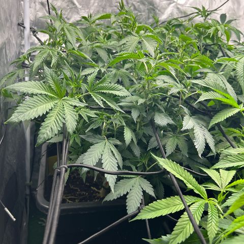 Candy Hash growlog photo: Vor Zykluswechel