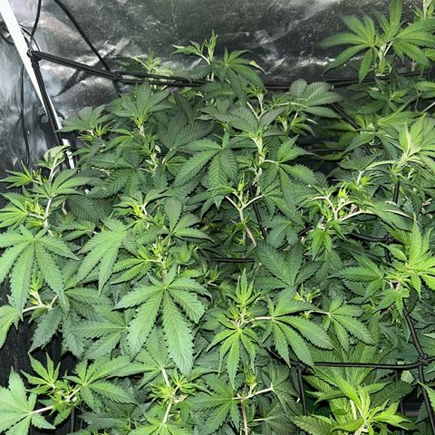 Candy Hash growlog timeline photo