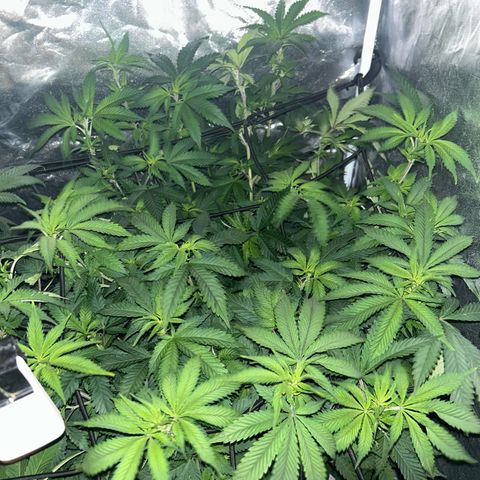 Shogun growlog timeline photo