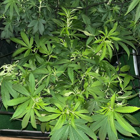 Purple Sensi Kush growlog timeline photo
