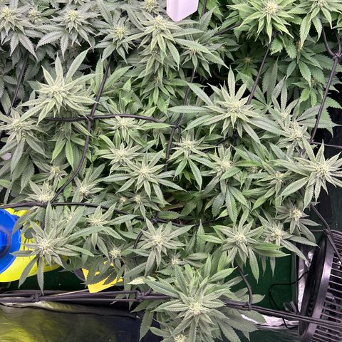 Purple Sensi Kush growlog timeline photo