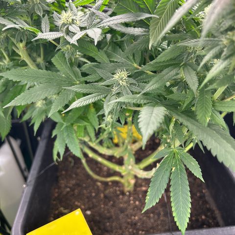Purple Sensi Kush growlog timeline photo