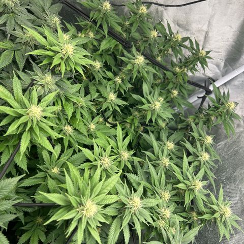 Shogun growlog timeline photo