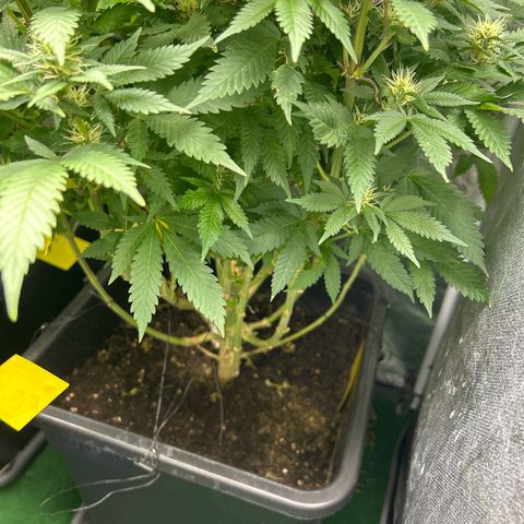 Shogun growlog timeline photo