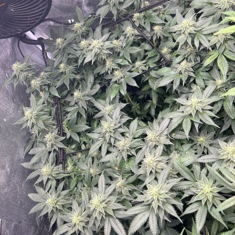 Candy Hash growlog timeline photo