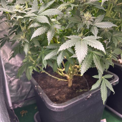 Candy Hash growlog timeline photo