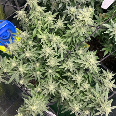 Purple Sensi Kush growlog timeline photo