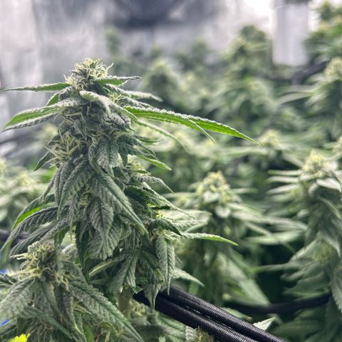 Purple Sensi Kush growlog timeline photo