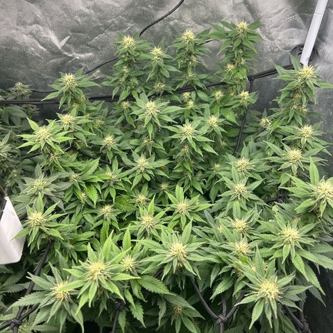 Shogun growlog timeline photo