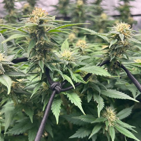 Shogun growlog timeline photo
