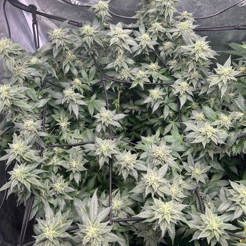 Candy Hash growlog timeline photo