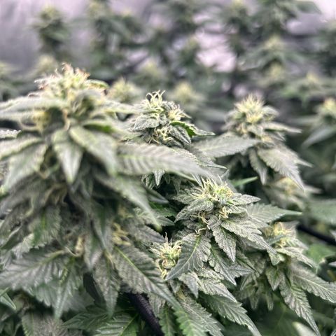 Candy Hash growlog timeline photo