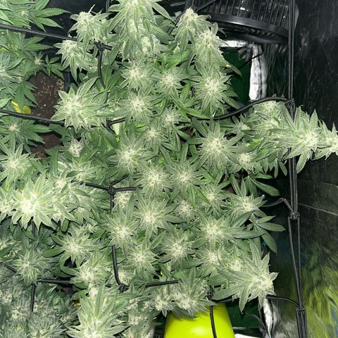 Purple Sensi Kush growlog timeline photo