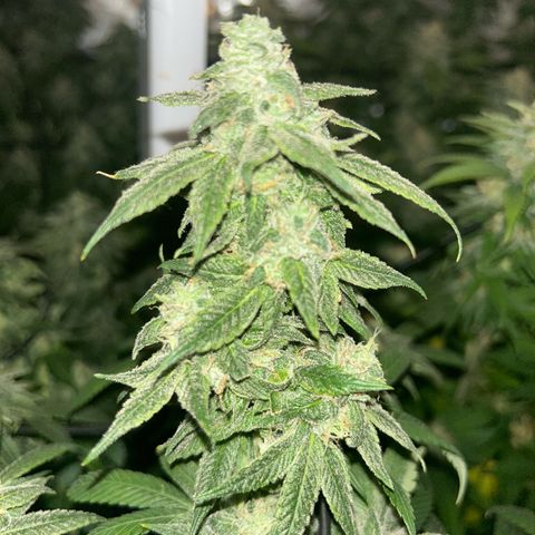 Purple Sensi Kush growlog timeline photo