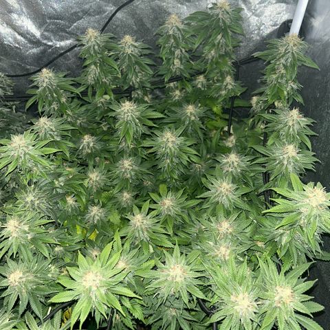 Shogun growlog timeline photo