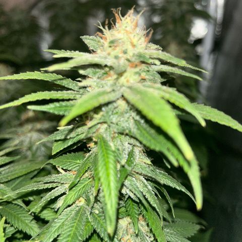 Shogun growlog timeline photo