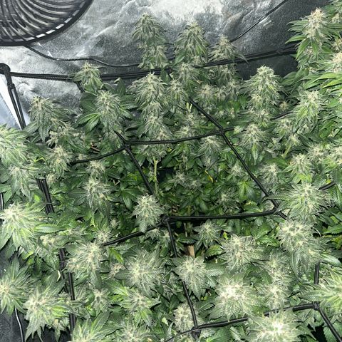 Candy Hash growlog timeline photo