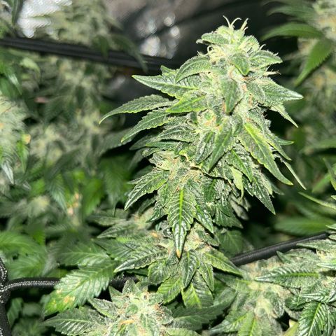 Candy Hash growlog timeline photo