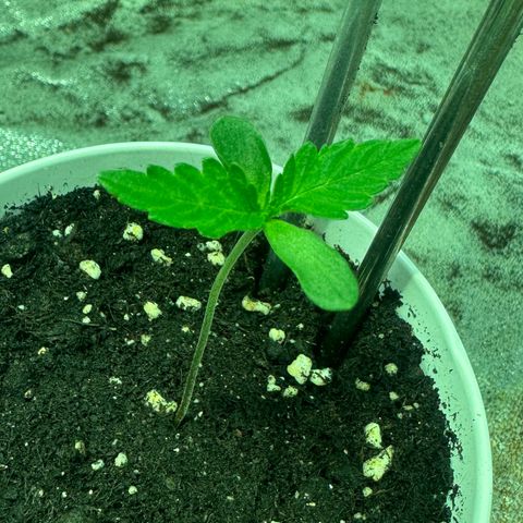 Mimosa Mary growlog timeline photo