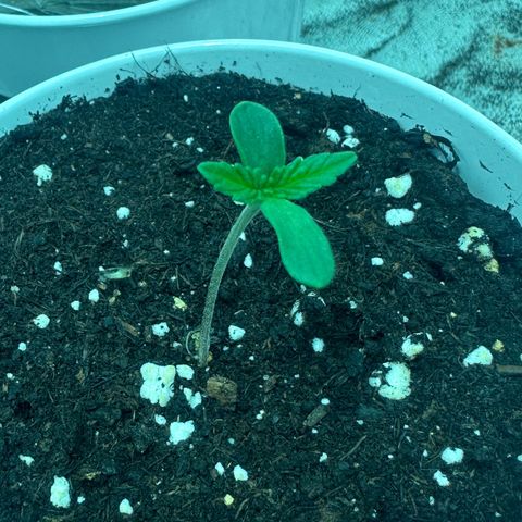 Mimosa Mary growlog timeline photo