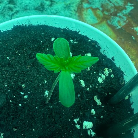 Mimosa Mary growlog timeline photo