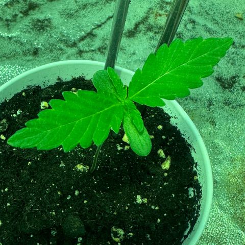 Mimosa Mary growlog timeline photo