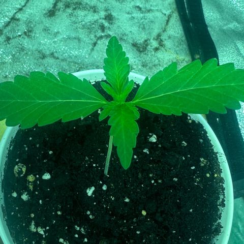 Mimosa Mary growlog timeline photo