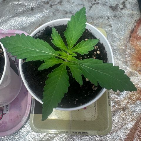 Mimosa Mary growlog timeline photo