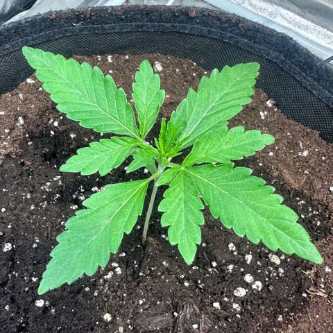 Mimosa Mary growlog timeline photo