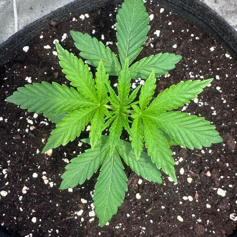 Mimosa Mary growlog timeline photo