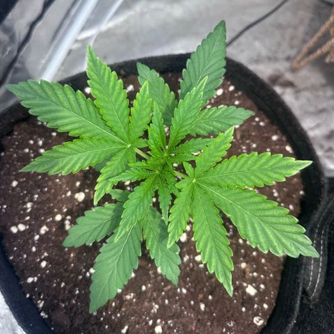 Mimosa Mary growlog timeline photo