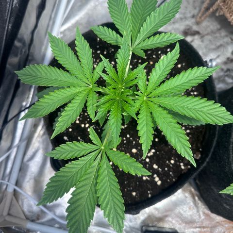 Mimosa Mary growlog timeline photo