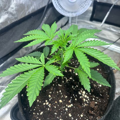 Mimosa Mary growlog timeline photo