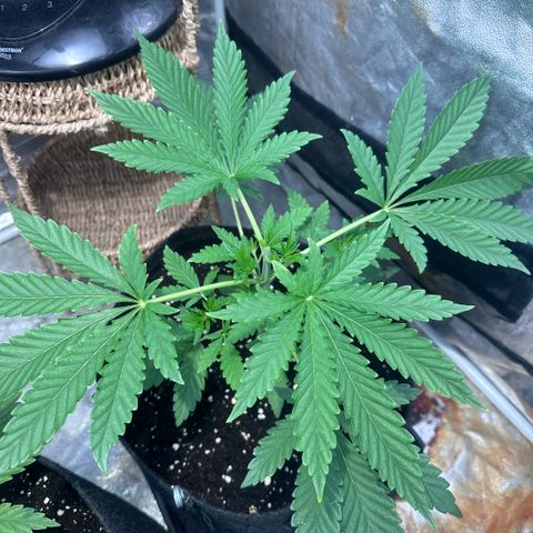 Mimosa Mary growlog photo: Topped her today.