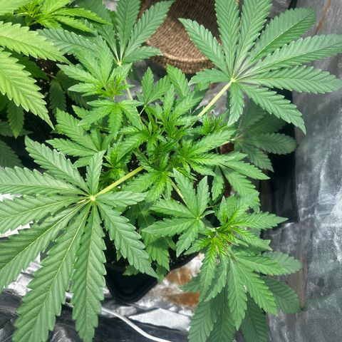 Mimosa Mary growlog timeline photo