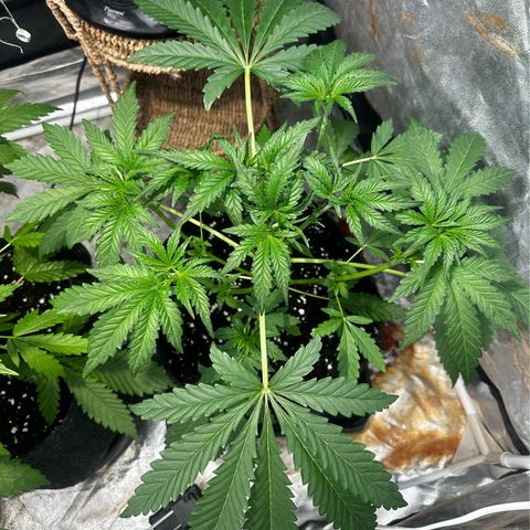Mimosa Mary growlog timeline photo