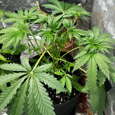 Mimosa Mary growlog timeline photo