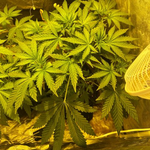 Mimosa Mary growlog timeline photo