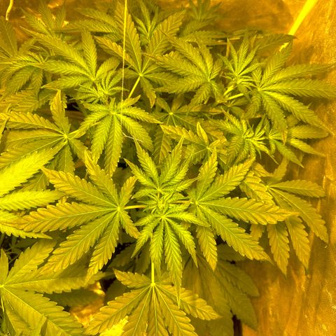 Mimosa Mary growlog timeline photo