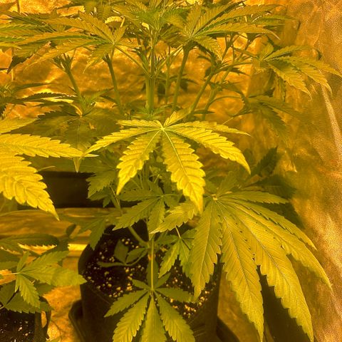 Mimosa Mary growlog timeline photo