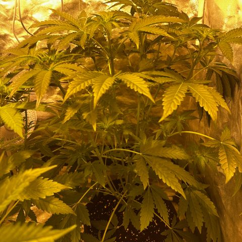 Mimosa Mary growlog timeline photo
