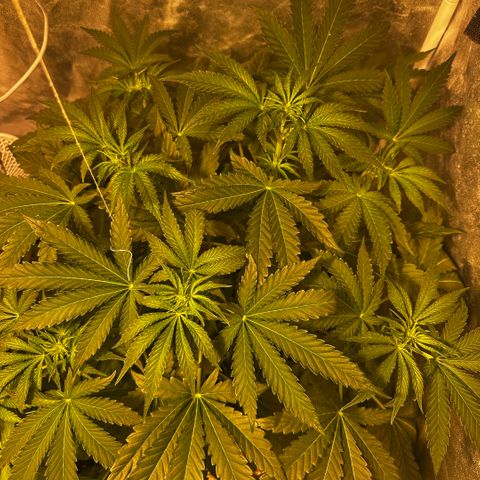 Mimosa Mary growlog timeline photo