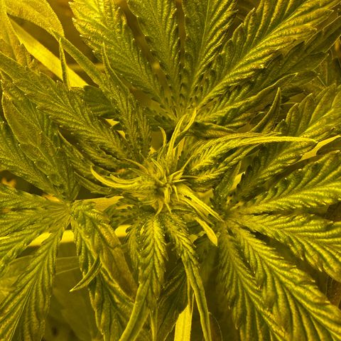 Mimosa Mary growlog timeline photo