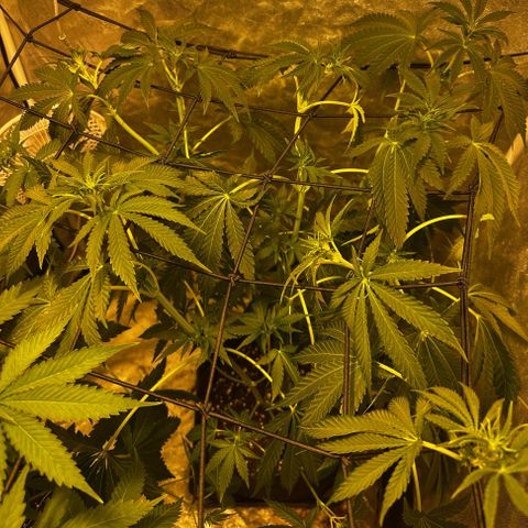 Mimosa Mary growlog photo: Lollipopped her today and low-stress-trained her a little with ScrOG and some wire.