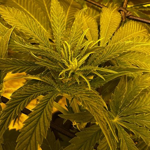 Mimosa Mary growlog photo: Lollipopped her today and low-stress-trained her a little with ScrOG and some wire.